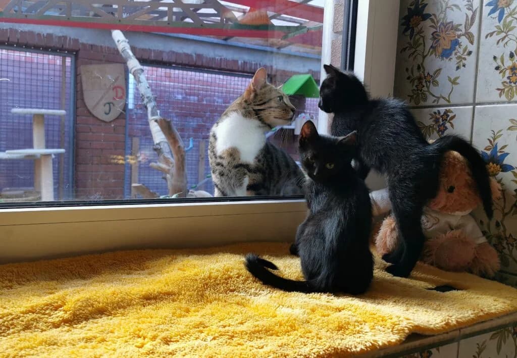 Fundkitten aus Rohrsen, male puppy Mixed Breed for adoption at Tierheim Drakenburg, Drakenburg