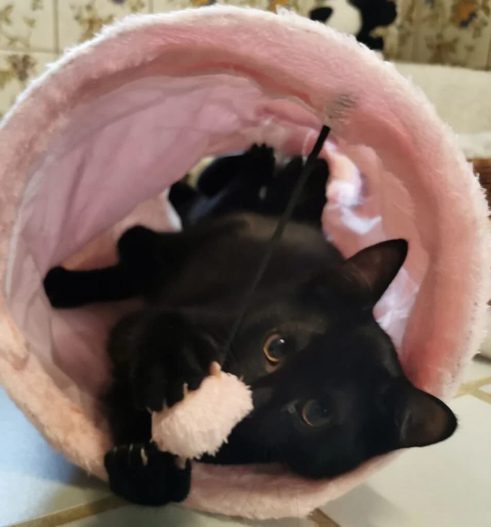 Cassie und Big, male puppy Mixed Breed for adoption at Tierheim Drakenburg, Drakenburg