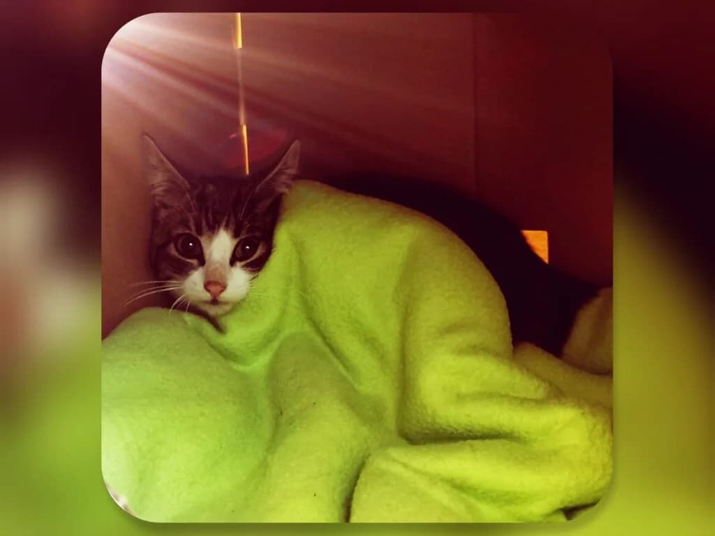 Fundkitte an B215 zwischen Nienburg und Drakenburg, male Mixed Breed for adoption at Tierheim Drakenburg, Drakenburg