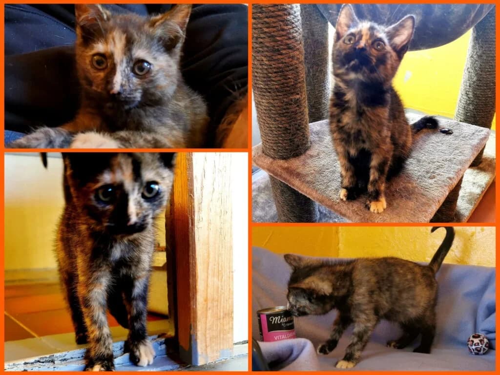 Fundkatze aus Lichtenhorst,  Mixed Breed for adoption at Tierheim Drakenburg, Drakenburg