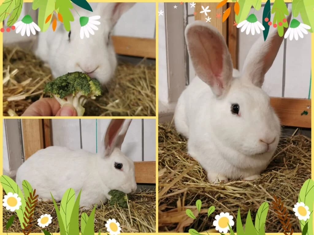 Riesenkaninchen Nala, female Mixed Breed for adoption at Tierheim Drakenburg, Drakenburg