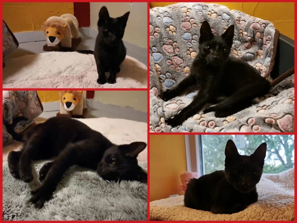 Kleine Fundkitte aus Gadesbünden,  Mixed Breed for adoption at Tierheim Drakenburg, Drakenburg