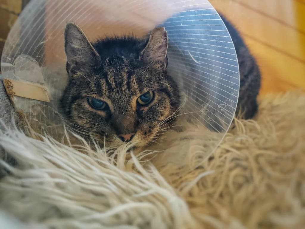 FUNDKATER AUS DRAKENBURG!!, getigert male Mixed Breed for adoption at Tierheim Drakenburg, Drakenburg