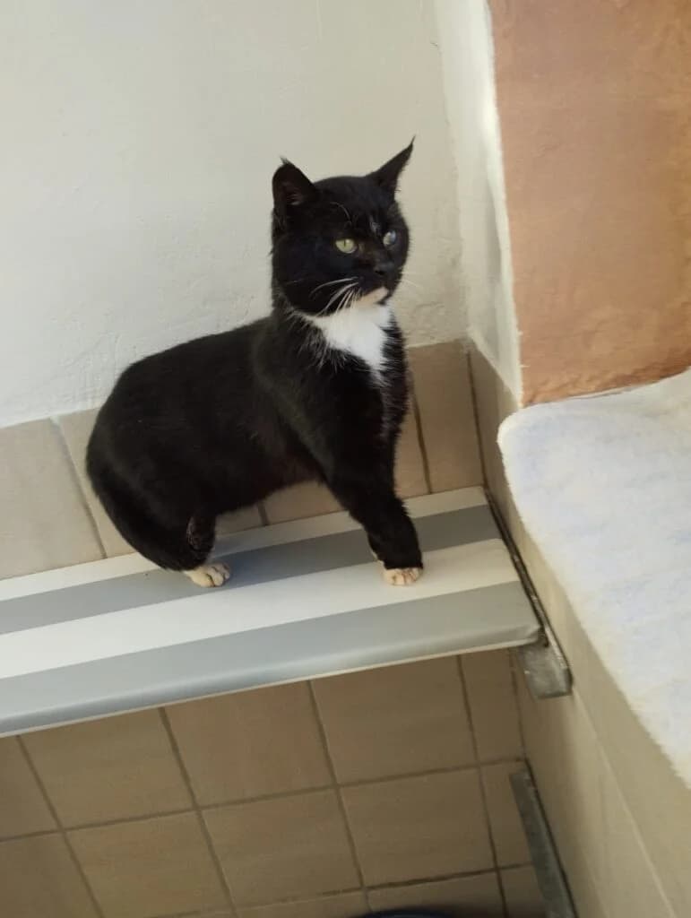 FUNDKATER aus Haßbergen!!!!, male Mixed Breed for adoption at Tierheim Drakenburg, Drakenburg