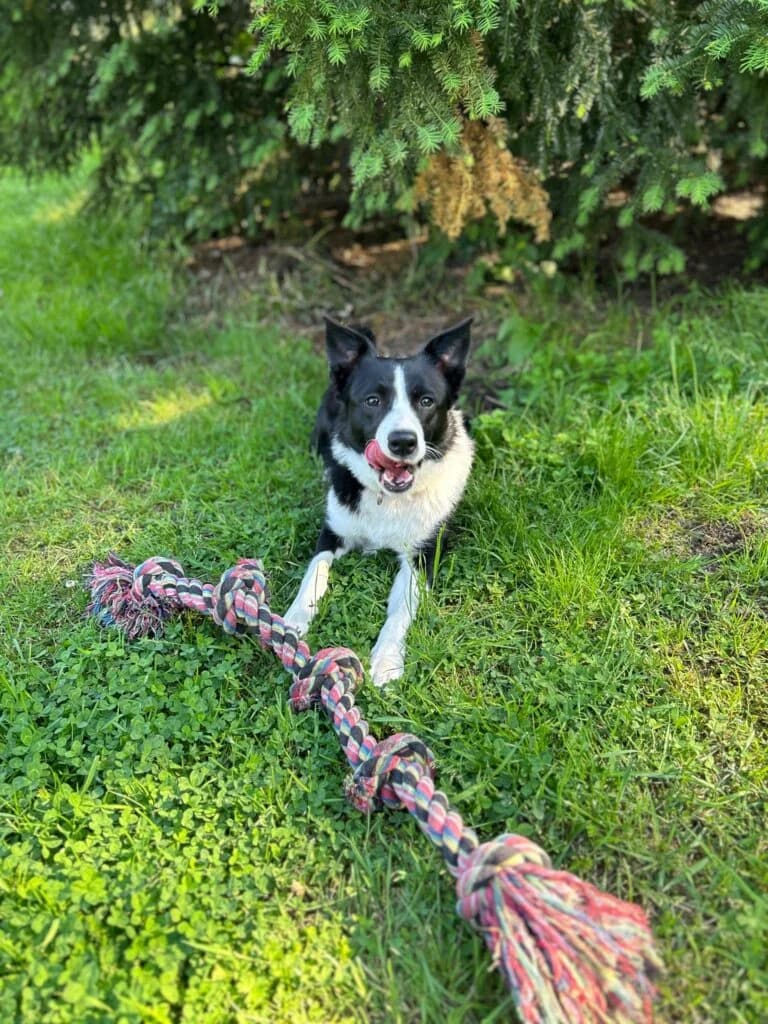 Update, female 3yo Collie for adoption at Tierheim Drakenburg, Drakenburg