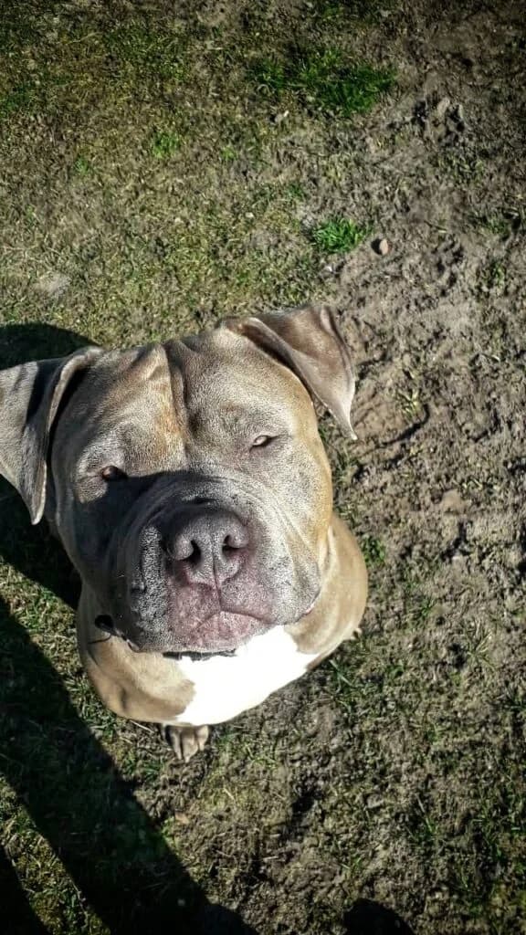 ***Kimba***, female young American Bully for adoption at Tierheim Drakenburg, Drakenburg