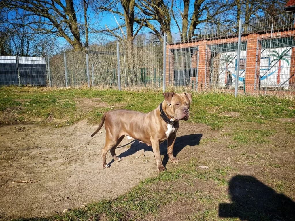 ***Kimba, gold female mixed breed for adoption at Tierheim Drakenburg, Drakenburg