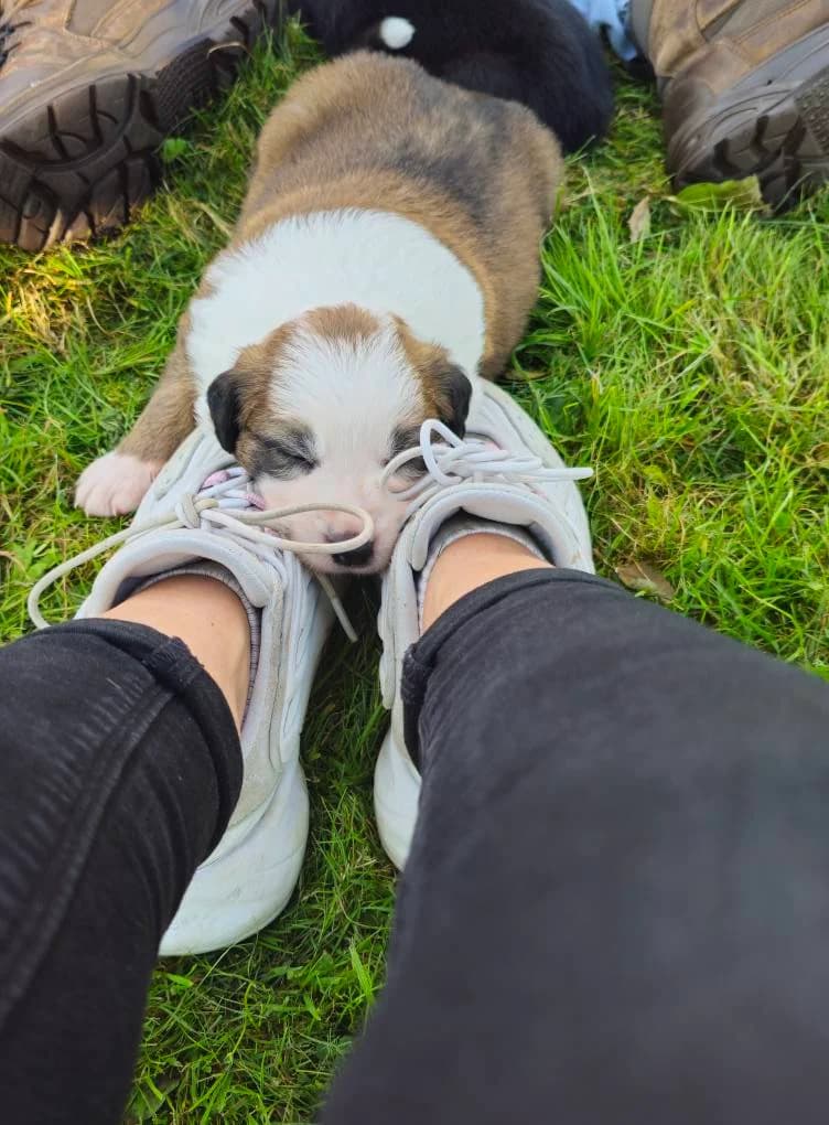 Luna ' geheimnisvoll wie der Mond, female young Mixed Breed for adoption at Tierheim Drakenburg, Drakenburg
