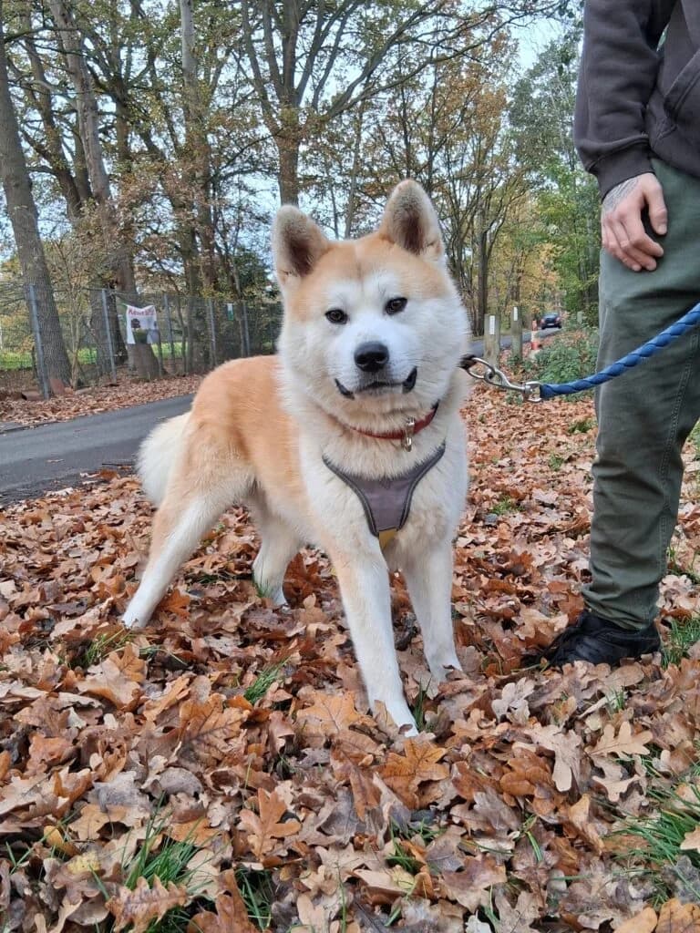Nanouk ' Ein Name mit großer Bedeutung, male 3yo mixed breed for adoption at Tierheim Drakenburg, Drakenburg