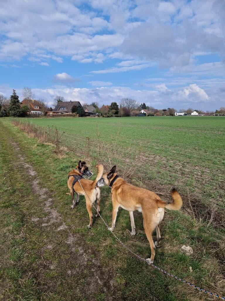 NOTFELLCHEN, female Belgian Malinois for adoption at Tierheim Drakenburg, Drakenburg