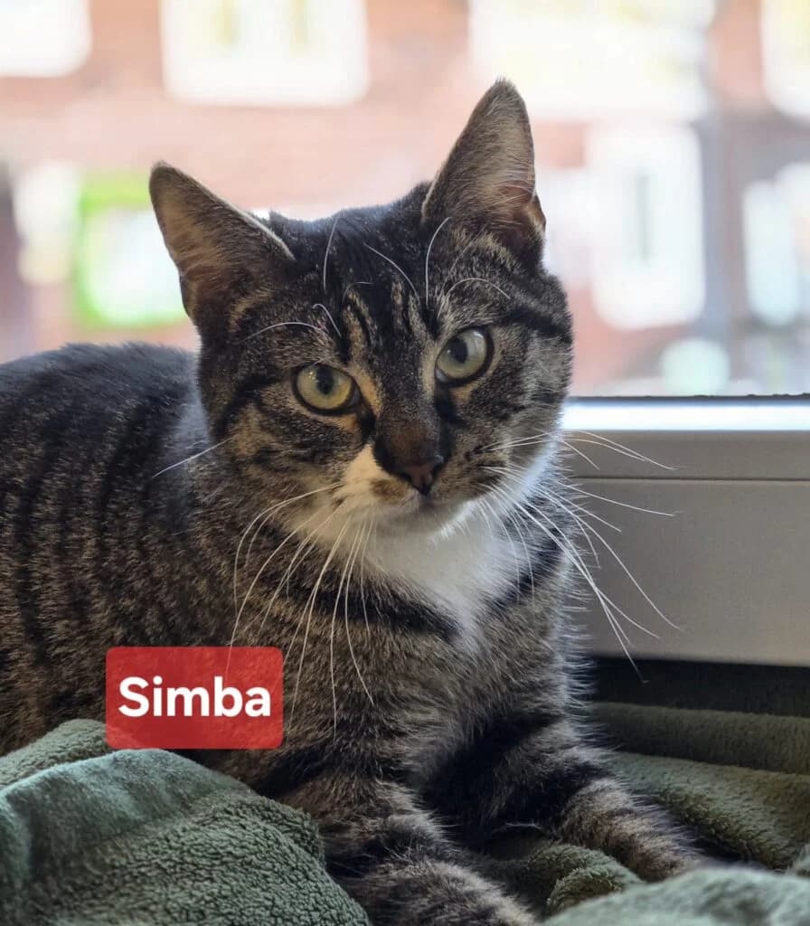 Simba, male Mixed Breed for adoption at Tierheim Drakenburg, Drakenburg