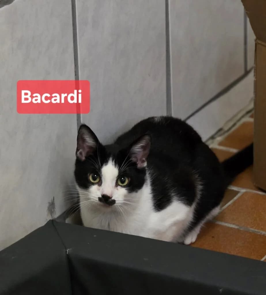 Bacardi, weiß male Mixed Breed for adoption at Tierheim Drakenburg, Drakenburg