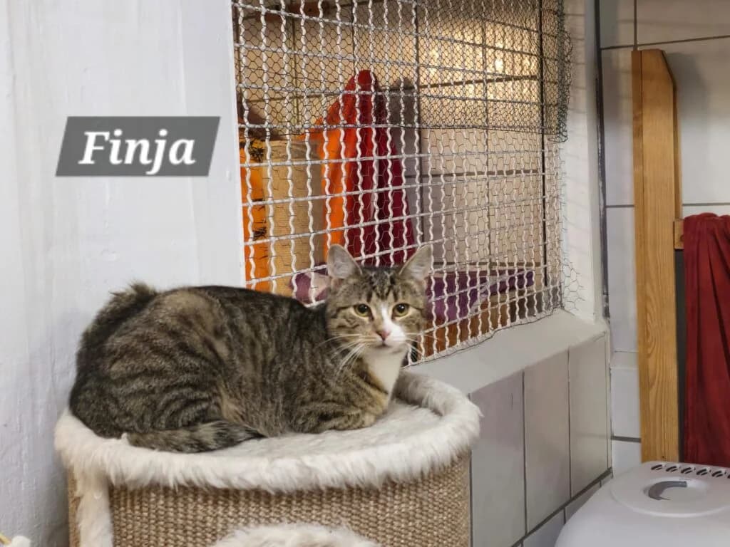 Unsere 6er Bande ' sie vermissen ihre Freiheit so sehr….., male Mixed Breed for adoption at Tierheim Drakenburg, Drakenburg