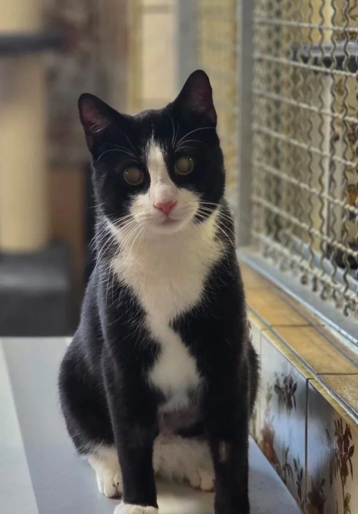 Florian und Alfred ' zwei liebenswerte Clowns, male Mixed Breed for adoption at Tierheim Drakenburg, Drakenburg