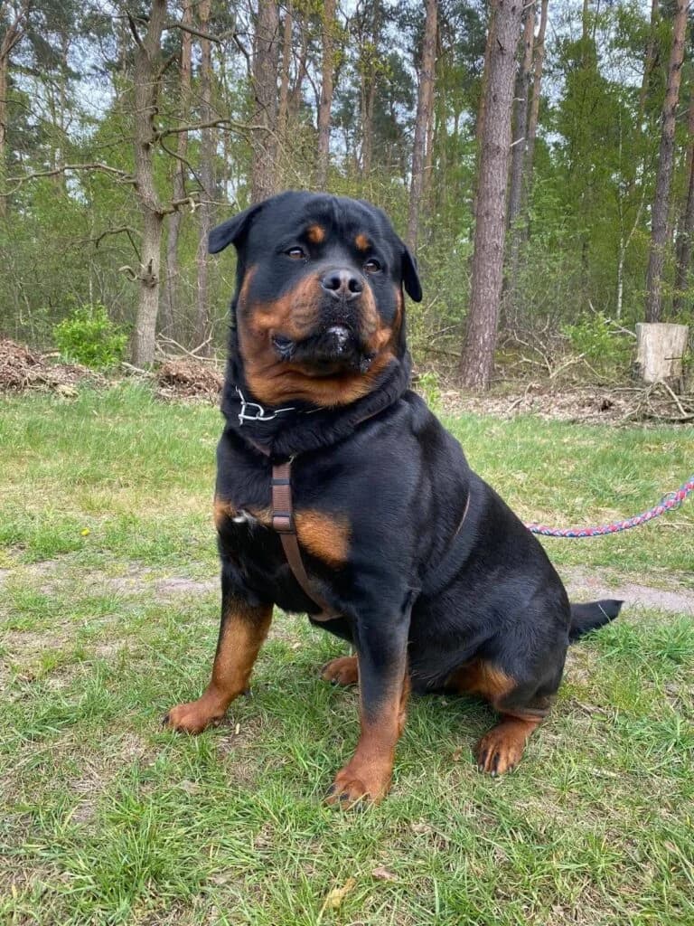 DRINGENDE VERMITTLUNGSHILFE, male 6yo mixed breed for adoption at Tierheim Drakenburg, Drakenburg