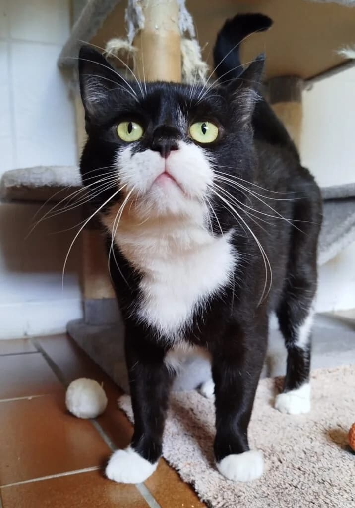 Hektor, male Mixed Breed for adoption at Tierheim Drakenburg, Drakenburg