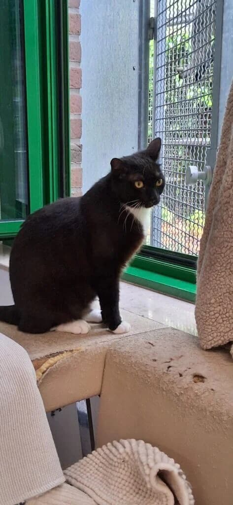 Hazel & Stella suchen gemeinsam ihr Glück 🍀, female 3yo mixed breed for adoption at Tierheim Düsseldorf, Düsseldorf