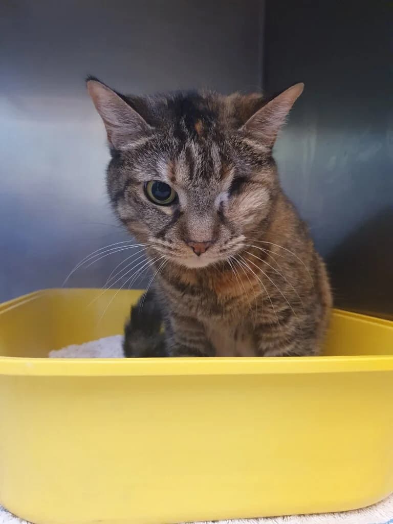 Trulla - keine klassische Schmusekatze ⚡👑, female mixed breed for adoption at Tierheim Düsseldorf, Düsseldorf