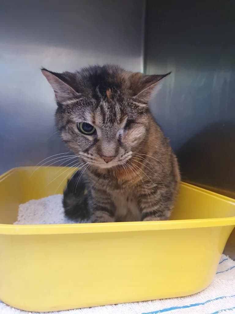 Trulla - keine klassische Schmusekatze ⚡👑, female mixed breed for adoption at Tierheim Düsseldorf, Düsseldorf — photo 2 of 2