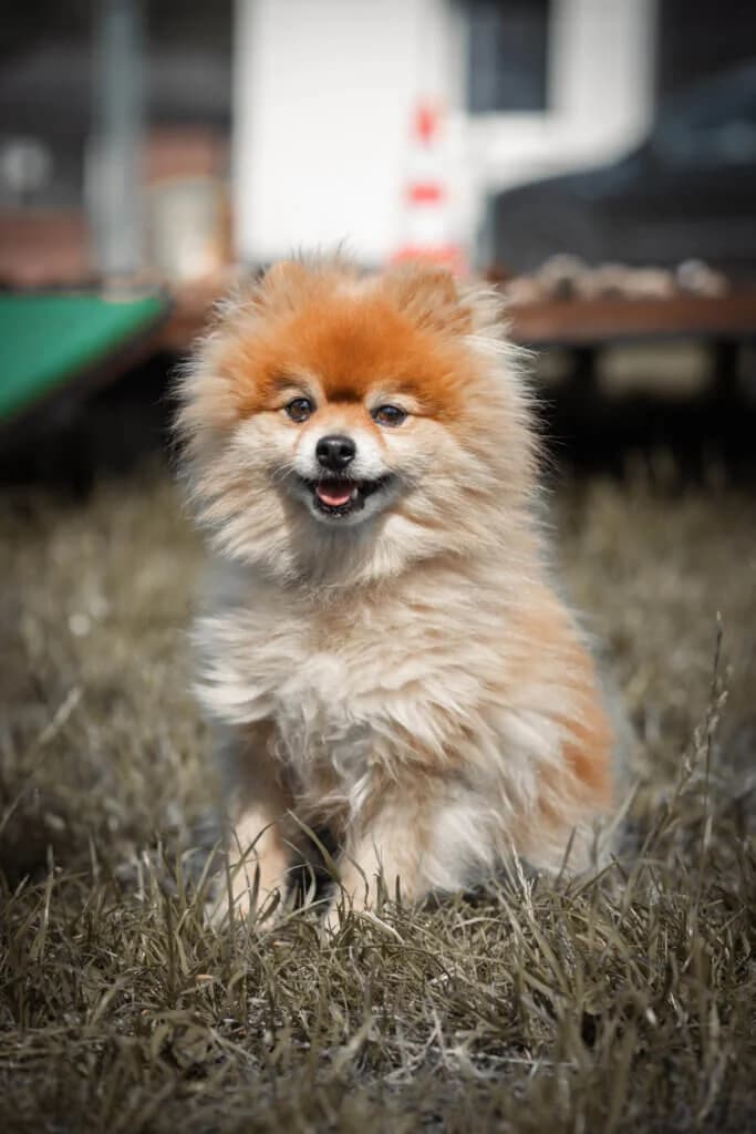Malu, male 3yo mixed breed for adoption at Tierheim Düsseldorf, Düsseldorf
