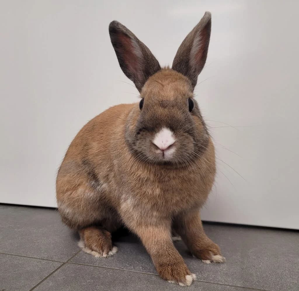 Henrik (wohnt noch im aktuellen Zuhause), male mixed breed for adoption at Tierheim Düsseldorf, Düsseldorf