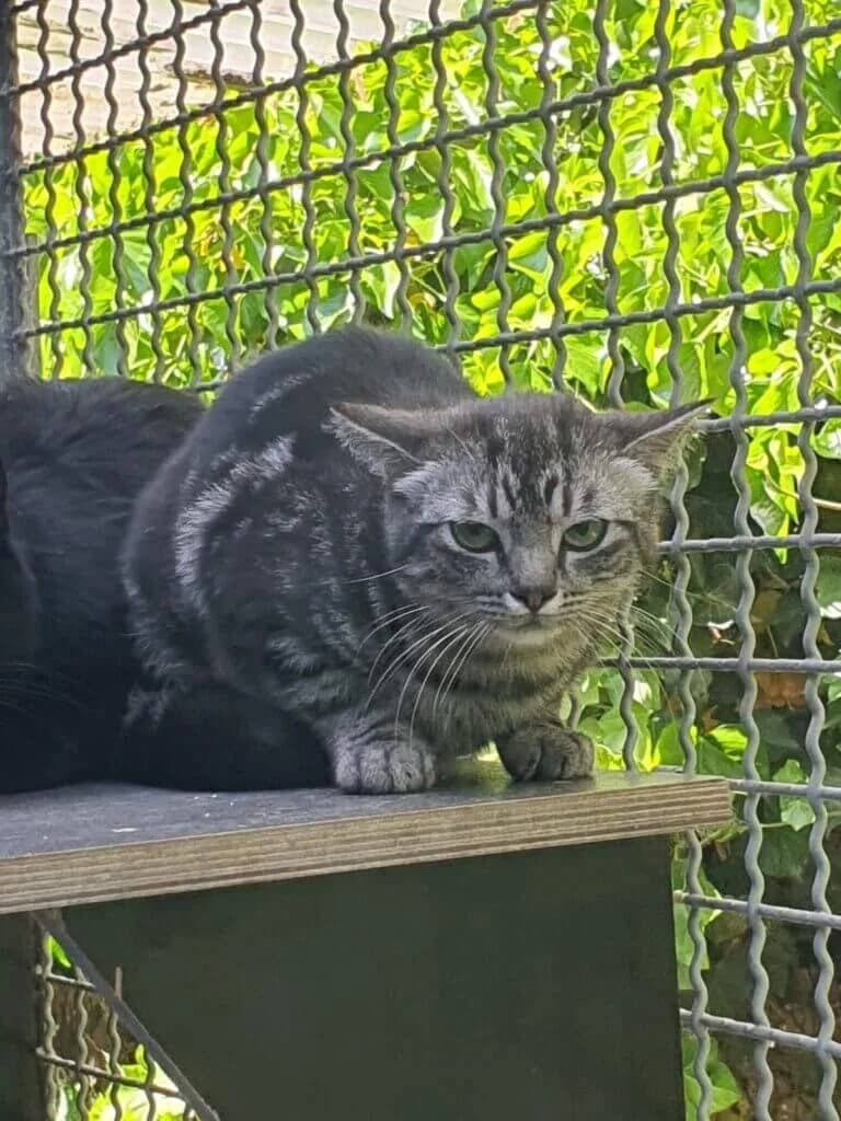 Katze Josie sucht ein verständnisvolles Zuhause 🐾, female young mixed breed for adoption at Tierheim Düsseldorf, Düsseldorf