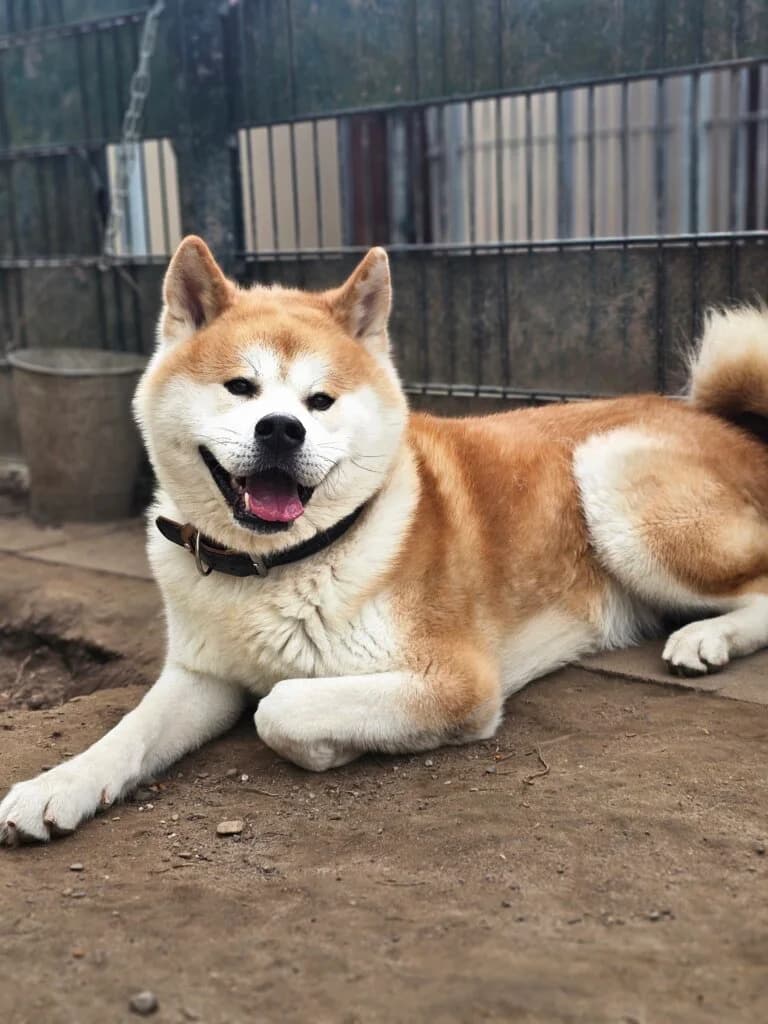 Kurama, male 3yo Akita for adoption at Tierheim Düsseldorf, Düsseldorf