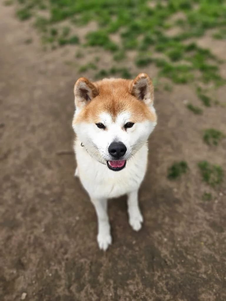 Kurama, male Akita for adoption at Tierheim Düsseldorf, Düsseldorf — photo 2 of 5
