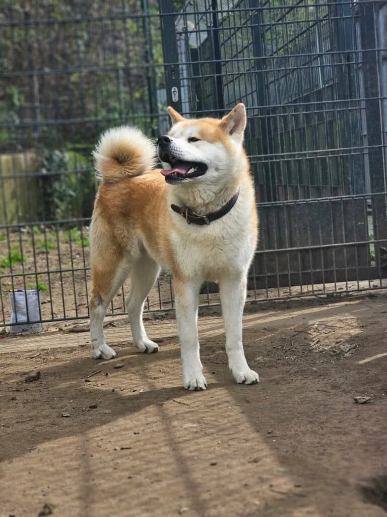 Kurama, male Akita for adoption at Tierheim Düsseldorf, Düsseldorf — photo 3 of 5
