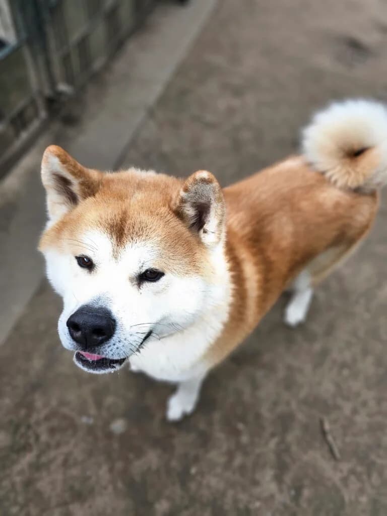 Kurama, male Akita for adoption at Tierheim Düsseldorf, Düsseldorf — photo 4 of 5
