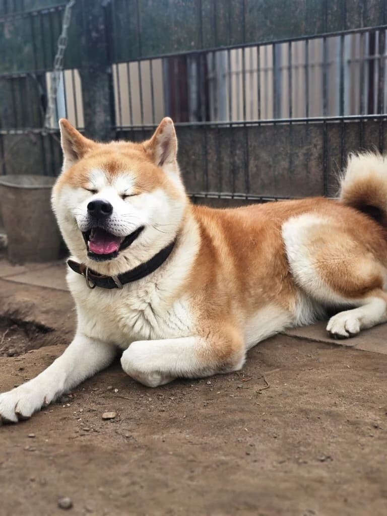 Kurama, male Akita for adoption at Tierheim Düsseldorf, Düsseldorf — photo 5 of 5