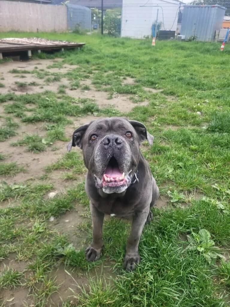 Bentlay, male senior Cane Corso for adoption at Tierheim Düsseldorf, Düsseldorf