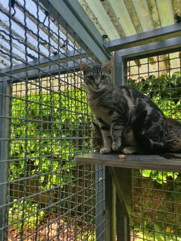 Delia sucht ein verständnisvolles Zuhause mit Freigang 💕🐾, female mixed breed for adoption at Tierheim Düsseldorf, Düsseldorf