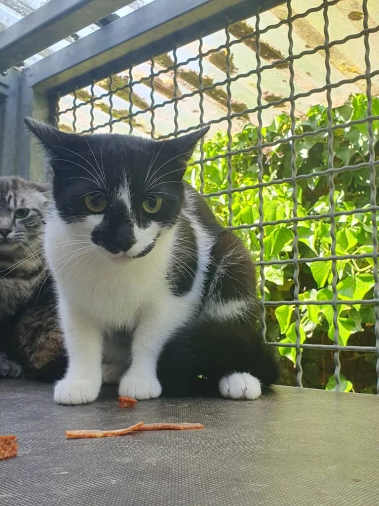 Monty- scheuer Kater sucht großes Verständnis 💝🐾, female young mixed breed for adoption at Tierheim Düsseldorf, Düsseldorf
