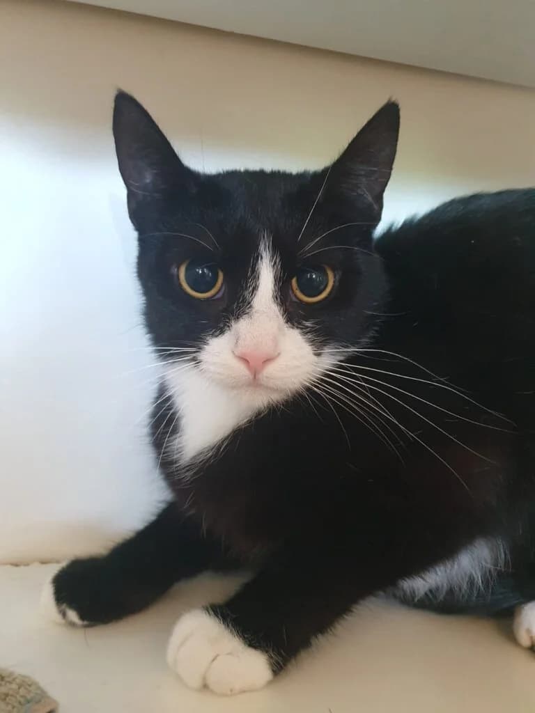 Damian sucht Menschen mit Verständnis für Katzen, die nicht gefallen wollen 💝, male mixed breed for adoption at Tierheim Düsseldorf, Düsseldorf