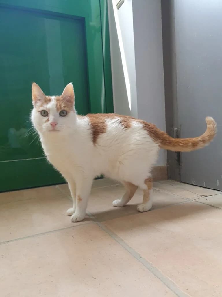 Smarty - eigenständiger Kater sucht Zuhause mit Freigang 🐾, male mixed breed for adoption at Tierheim Düsseldorf, Düsseldorf