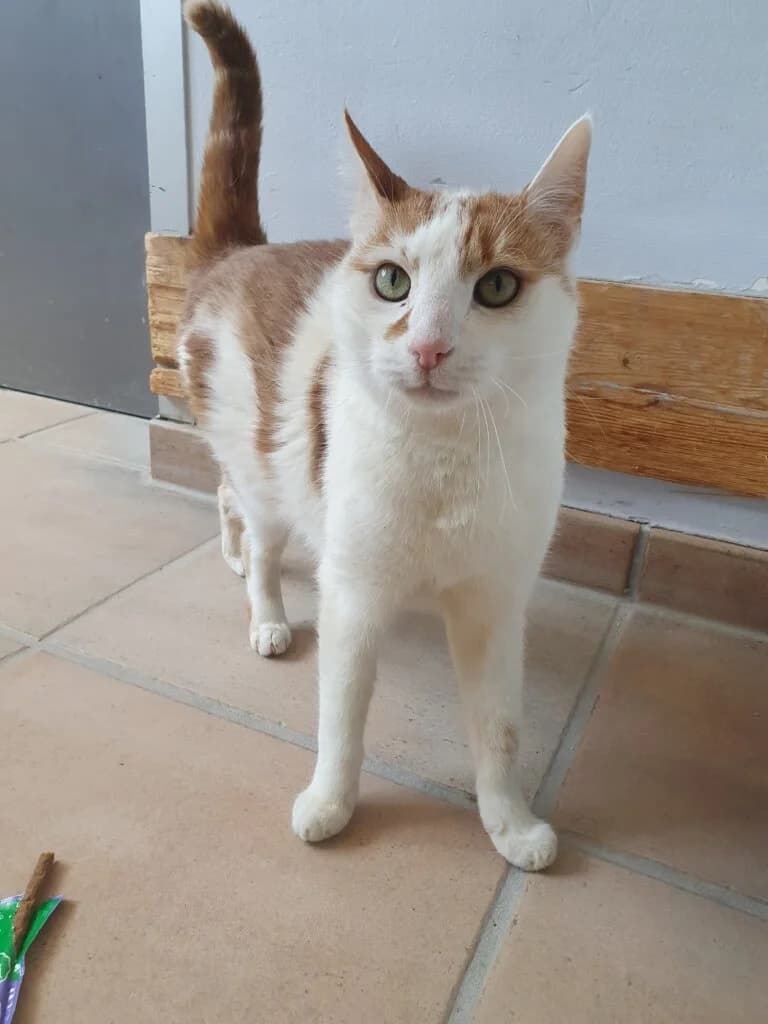 Smarty - eigenständiger Kater sucht Zuhause mit Freigang 🐾, male mixed breed for adoption at Tierheim Düsseldorf, Düsseldorf — photo 2 of 4