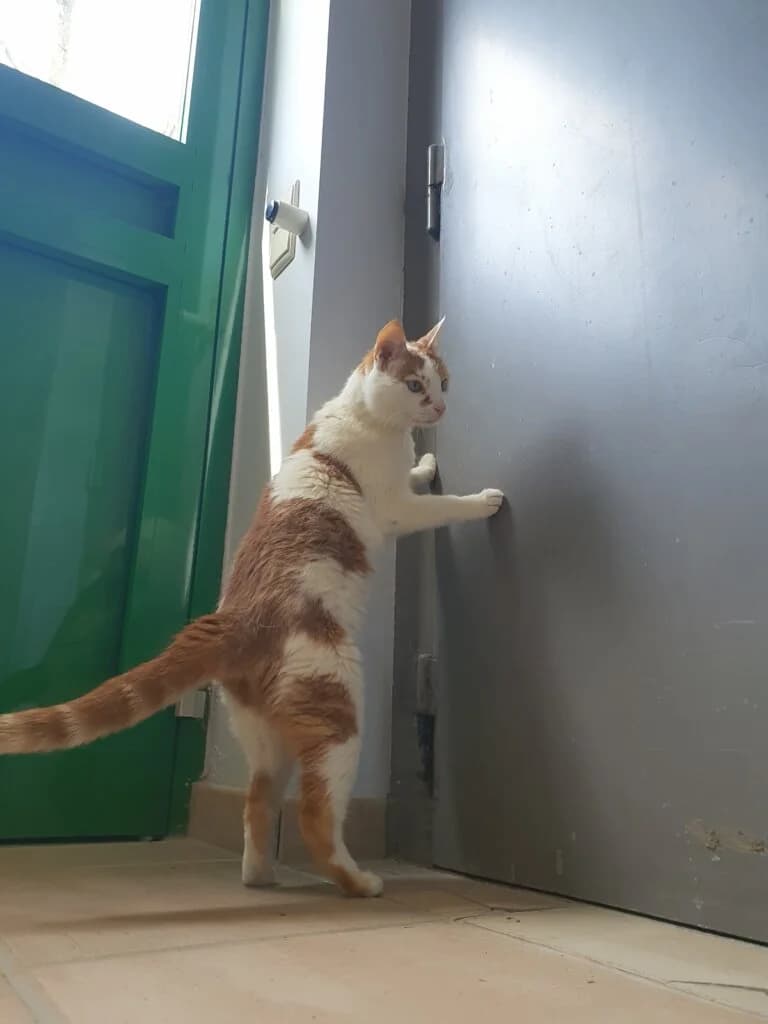 Smarty - eigenständiger Kater sucht Zuhause mit Freigang 🐾, male mixed breed for adoption at Tierheim Düsseldorf, Düsseldorf — photo 3 of 4