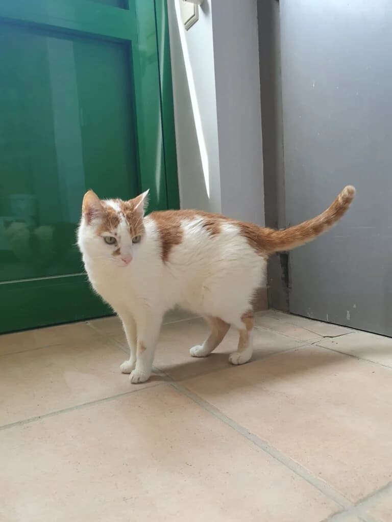 Smarty - eigenständiger Kater sucht Zuhause mit Freigang 🐾, male mixed breed for adoption at Tierheim Düsseldorf, Düsseldorf — photo 4 of 4