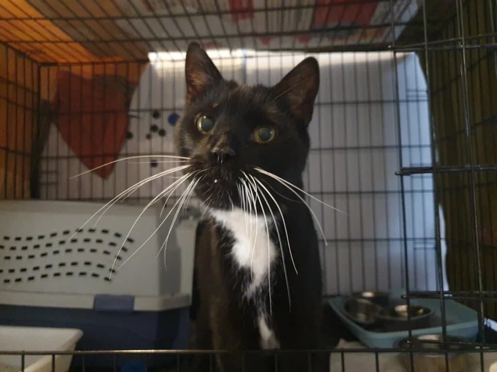 Prinz 👑😺, male mixed breed for adoption at Tierheim Düsseldorf, Düsseldorf