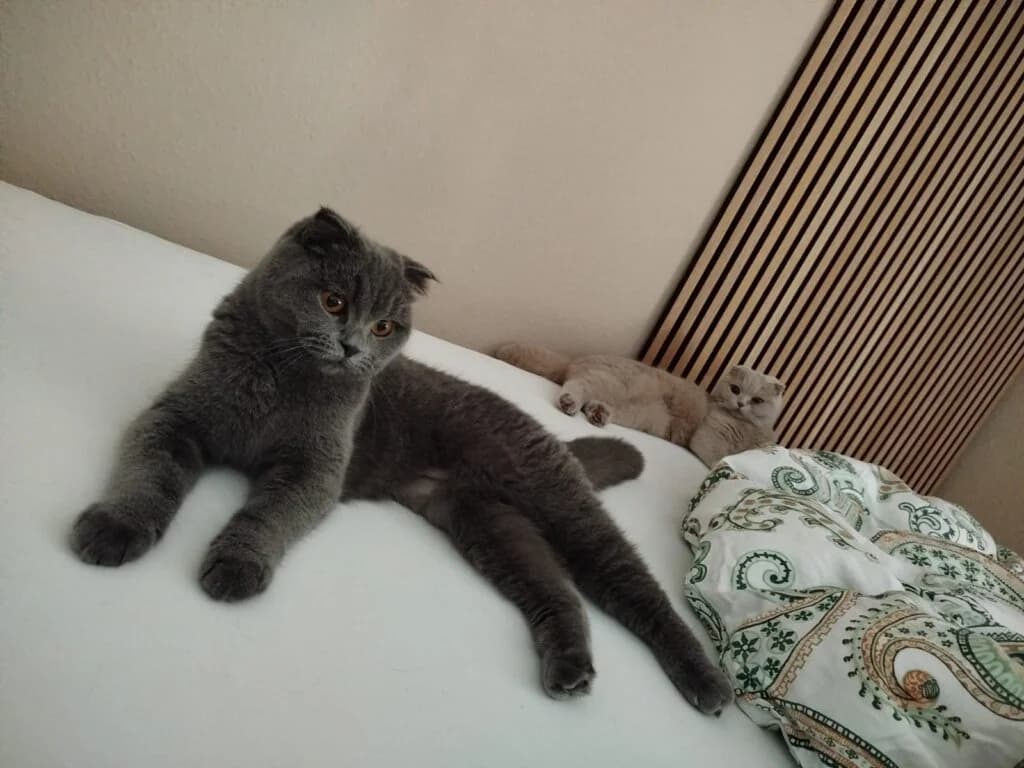 Daisy und Lily, zwei ganz besondere Katzenmädchen 🍀🐾, female Scottish Fold for adoption at Tierheim Düsseldorf, Düsseldorf