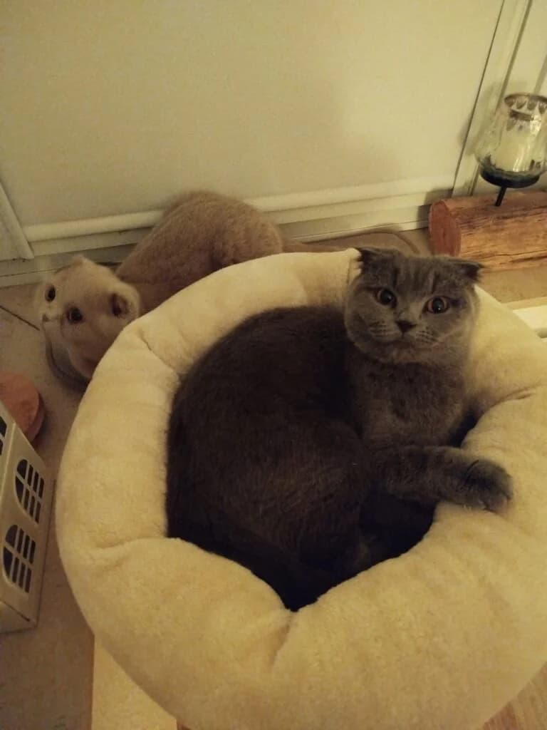 Daisy und Lily, zwei ganz besondere Katzenmädchen 🍀🐾, female Scottish Fold for adoption at Tierheim Düsseldorf, Düsseldorf — photo 2 of 4