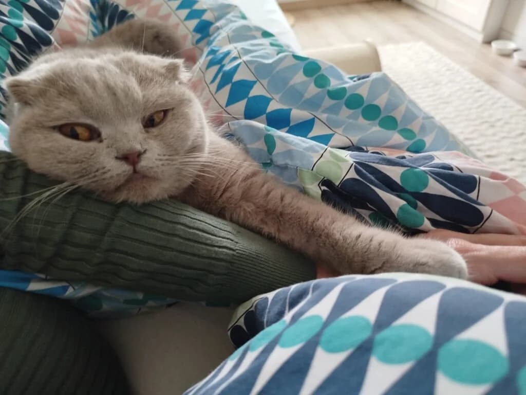 Daisy und Lily, zwei ganz besondere Katzenmädchen 🍀🐾, female Scottish Fold for adoption at Tierheim Düsseldorf, Düsseldorf — photo 3 of 4