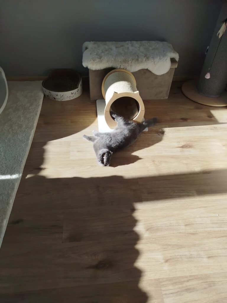 Daisy und Lily, zwei ganz besondere Katzenmädchen 🍀🐾, female Scottish Fold for adoption at Tierheim Düsseldorf, Düsseldorf — photo 4 of 4