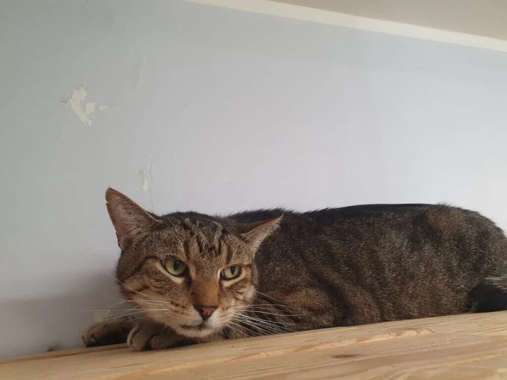 Basil- Sensibelchen sucht sein Für-Immer-Zuhause 🏡❣️, male 3yo mixed breed for adoption at Tierheim Düsseldorf, Düsseldorf