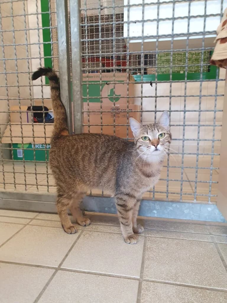 Elysia und Lia- Nicht gesucht und trotzdem gefunden. ❤️, female 3yo mixed breed for adoption at Tierheim Düsseldorf, Düsseldorf