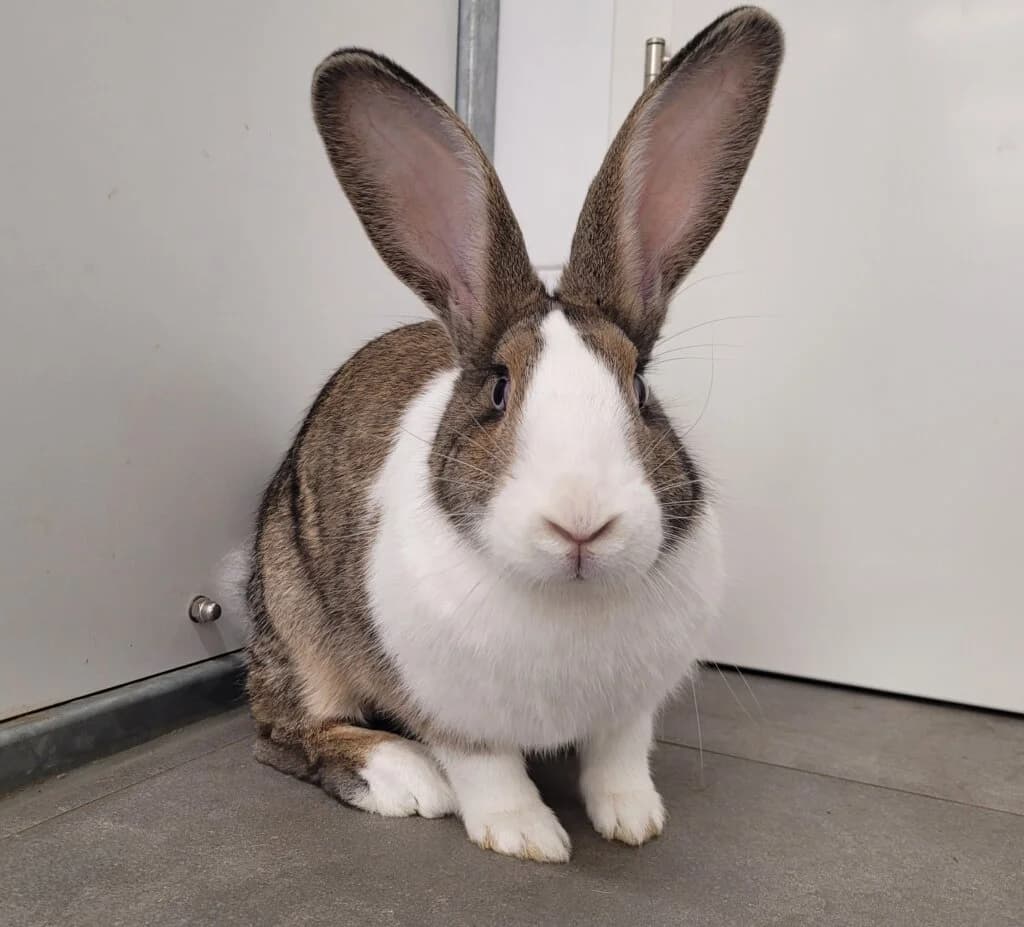 Runa, female 3yo mixed breed for adoption at Tierheim Düsseldorf, Düsseldorf