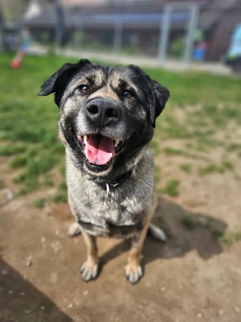 Bärbel, female 3yo Kangal for adoption at Tierheim Düsseldorf, Düsseldorf