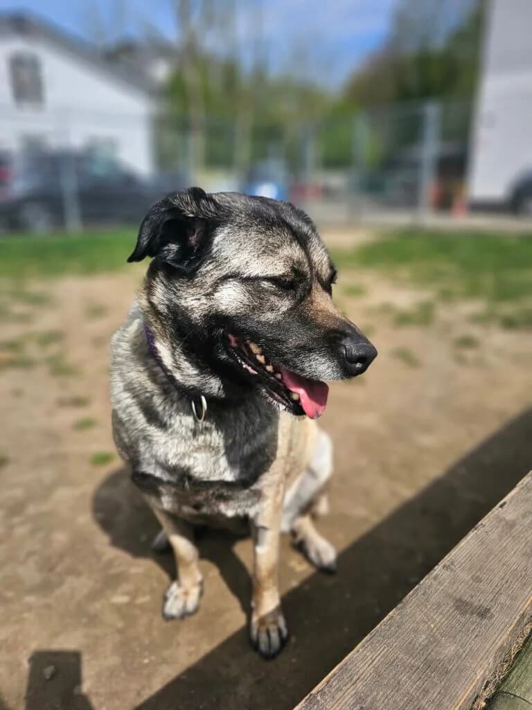 Bärbel, female Kangal for adoption at Tierheim Düsseldorf, Düsseldorf — photo 2 of 5