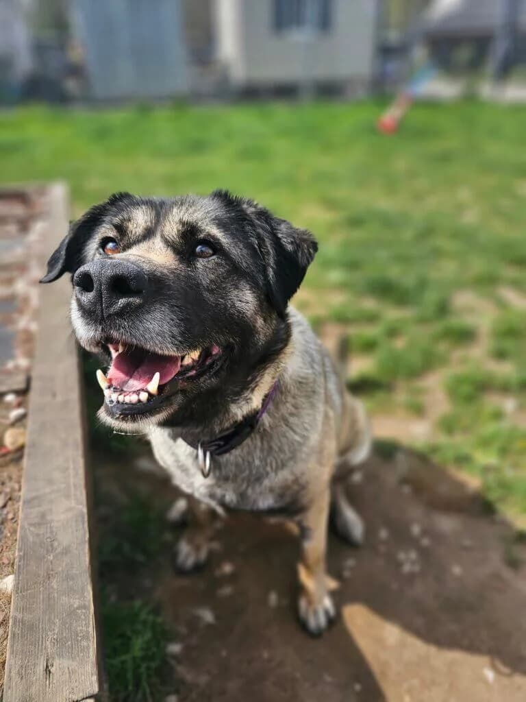 Bärbel, female Kangal for adoption at Tierheim Düsseldorf, Düsseldorf — photo 3 of 5